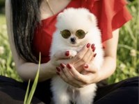 Pomeranian Boo Mikro Erkek Üst Kalite Yavrumuz