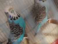 1 ÇİFT JUMBO MUHABBET KUŞU