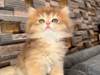 Golden ny12 erkek bebek british longhair