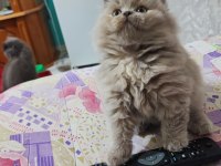 Prensesim ilansa british longhair