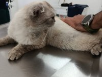 AŞIRI UYSAL EV KEDİSİ