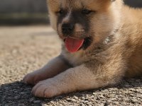 Japon akita inu 2 buçuk aylık yavrularımız mevcuttur