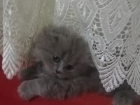 British longhair yavrularım hazırlar