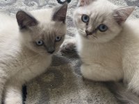 British shorthair 3 aylık