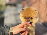 Orange Renk Pomeranian Boo
