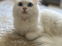 KEDİMİZİ SAHİPLENDİRME