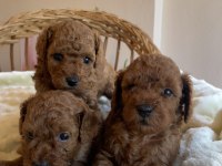 KORE KAN MİNİ BOY TOY POODLE YAVRULARIMIZ