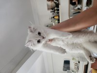 4 aylık british longhair short leg bebekler