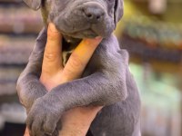 Blue cane corso bebekler yeni yuvalarını bekliyorlar