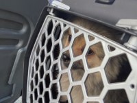 Pomeranian Köpeğimiz