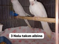 Albino Sultan Papağanı Takımlar