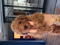 2 aylık toy poodle red erkek yavrular