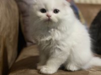 Ultra kalite orijinal scottish fold bebeklerimiz