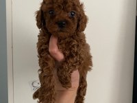 Orijinal toy poodle yavrularim ev üretimi