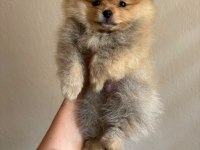 Pomeranian boo yavrularımız
