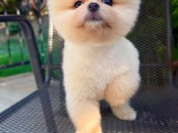 Orjinal Pomeranian Boo