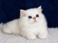 British Longhair Golden Point Ny1233