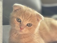 Erkek Scottish fold