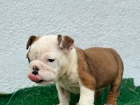 Safkan erkek ve dişi yavru köpekler