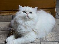 Muhteşem yakışıklı british longhair paşamız