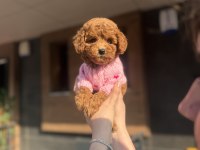 Toy Poodle Köpeklerimiz