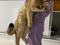 British shorthair golden 1 buçuk yaşında erkek ny11