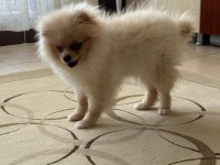 2 kız 1 erkek pomeranian portekiz lizbon berlin