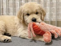 Golden Retriever Adrese Teslim Hizmetimiz Vardır
