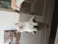 2 aylık safkan british shorthair