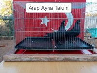 Arap Ayna Takım Güvercin