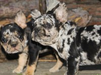 Süper kan Blue Merle - Merle tan french bulldog yavruları