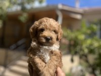 Uygun F2 Maltipoo Yavrular