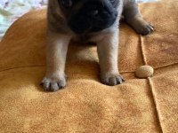 Yavru pug mops