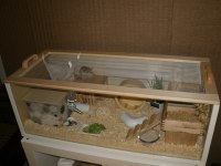 HAMSTER GONZALES HAMSTER BEBEKLER TEK VE TOPTAN