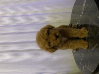 TOY POODLE BEBEKLER YENİ AİLESİNİ ARAMAKTA