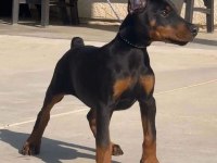 Baby kızıl siyah doberman