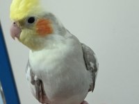 Sultan Papağanı Evcil