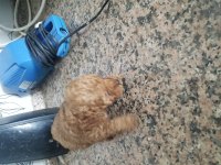 Toy poodle
