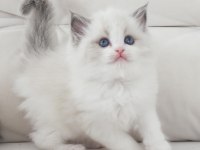 Full şecereli ragdoll yavruları