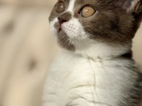 Cinnamon bicolor dişi british shorthair