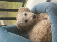5 aylık köpeğimiz acı olarak lütfen