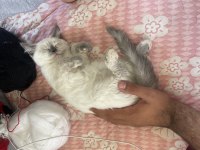 2 aylık aşısı var blue point british shorthair
