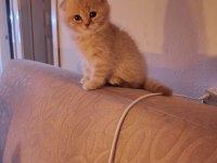 2 aylık yavru scottish fold kedilerimiz
