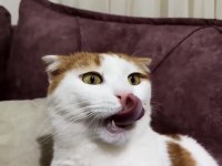 Scottish fold van mix beyaz turuncu