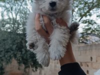 Yavru Terrier Köpeğimiz