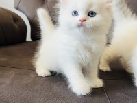 Kral Walterin Yakışıklı British Longhair Prensleri