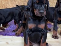 Evinizin neşesi doberman bebişler her yere kapıda öde
