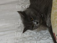 5 yaşında dişi british shorthair