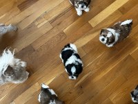 Shih tzu bebekler yeni yuvalarını arıyorlar