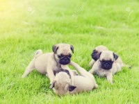 IRK VE SAĞLIK GARANTİLİ PUG